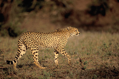 Cheetah, ready for hunting