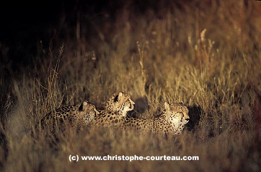 Cheetah femelle by night with her 2 cubs