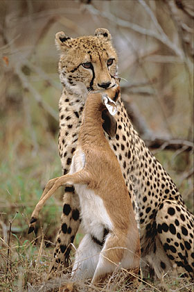 Guépard avec sa proie : un steenbok