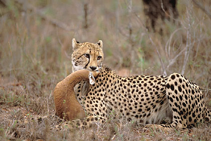 Guépard avec sa proie : un steenbok
