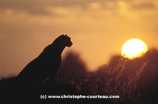 Cheetah, female on termite mound at sunset