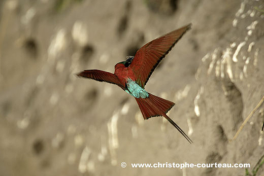 Carmine Bee-Eaters Colony