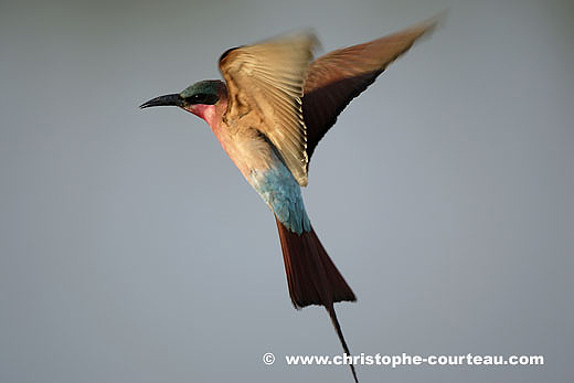 Gupier carmin en vol dans le Delta de l'Okavango