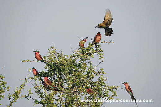 Gupiers carmins dans le Delta de l'Okavango