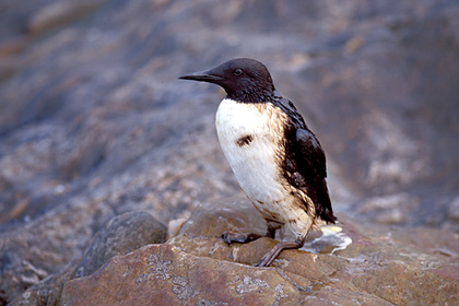 Guillemot de Trol mazout