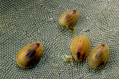 Mollusques minuscules (Helcions) sur un tapis de bryozoaires