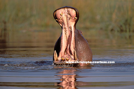 Hippo mle - Intimidation territoriale