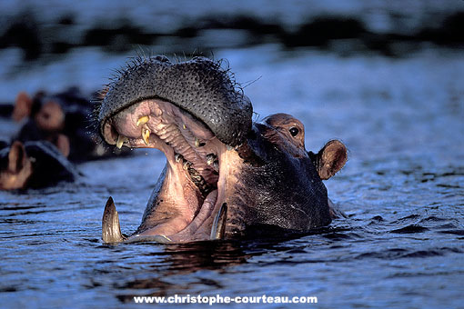 Hippo  yawning. Smiles for the picture !