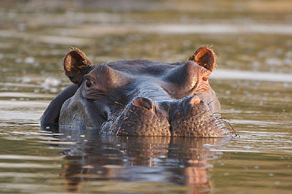Hippo dans son bain...