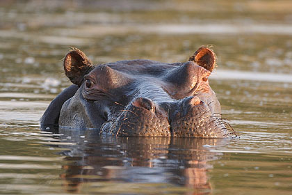 Hippo taking a bath