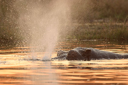 Hippo : blast after snorkeling !!!