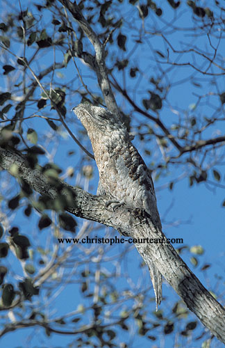 Ibijau gris, camouflé dans un arbre en journée