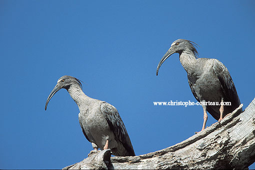 Plumbeous Ibis