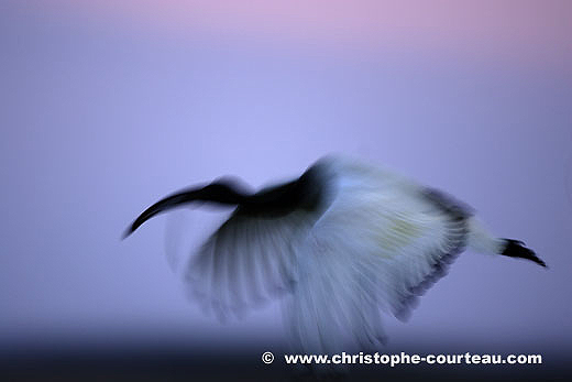 Sacred Ibis, Flying at Dusk  in the Okavango Delta, Botswana