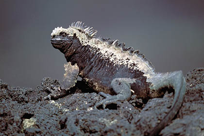 Marine Iguana