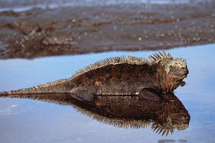 Iguane marin / mare basse sur la lave