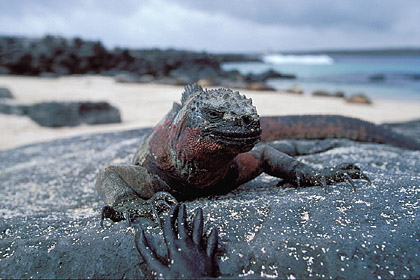 Iguane marin / Thermorégulation sur un rocher