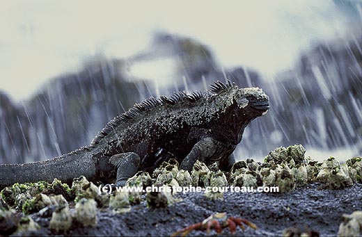 Marine Iguana, splashed by  Flood Tide Waves