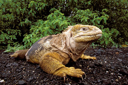 Iguane terrestre. île Isabela