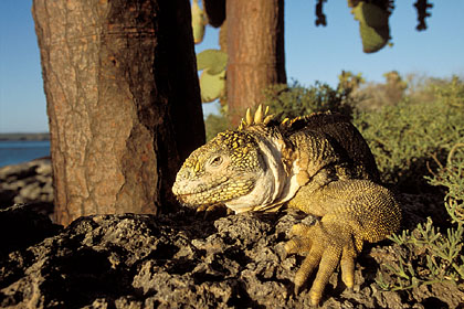 Iguane terrestre / île South Plaza