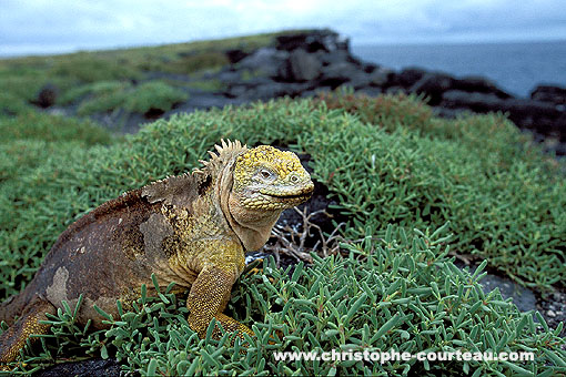 Iguane terrestre sur l'île Plaza