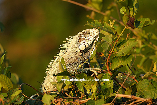 Green Iguana. Last sunbath of the day.