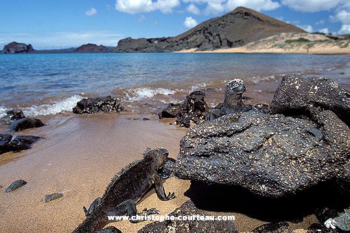 Iguanes marins sur les roches volcaniques de Bartolomé