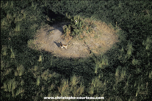 Lechwes rfugis sur un lot / Delta Okavango