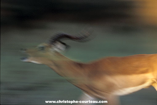 Impala male, runs to gather the females of its harem