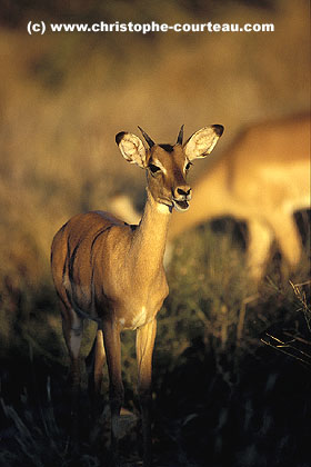 Jeune mle Impala dans un ultime rayon de soleil