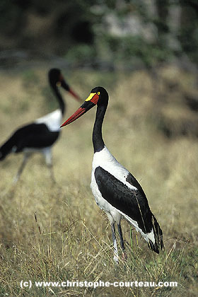 Jabiru d'Afrique, arpente la berge  la recherche de proies