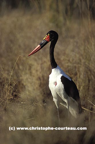 Jabiru d'Afrique dans un marais