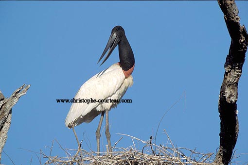 Jabiru d'amrique