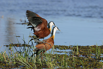 Accouplement de Jacanas d'Afrique