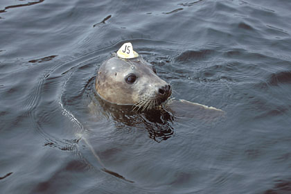 Jeune phoque gris marqué pour suivi scientifique