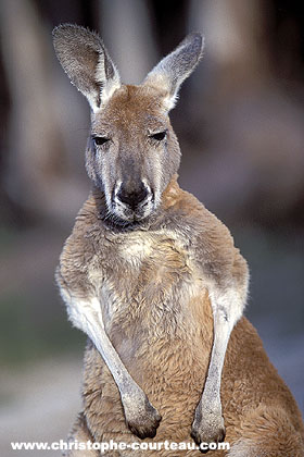 Photo portrait d'un Kangourou roux