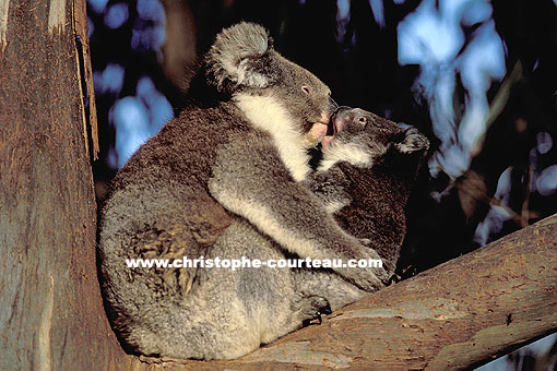 Koala : mother & cub in Eucalyptus Tree