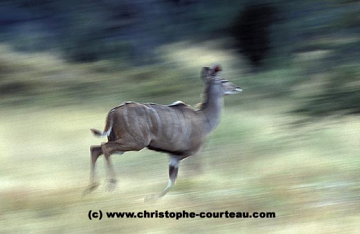 Femelle Grand Kudu en pleine course