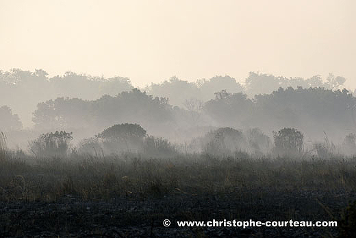 Ambiance de fume dans le Delta aprs incendie naturel