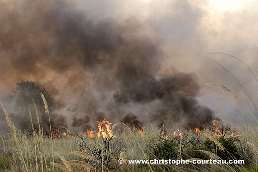 Feu de brousse naturel dans le Delta de l'Okavango