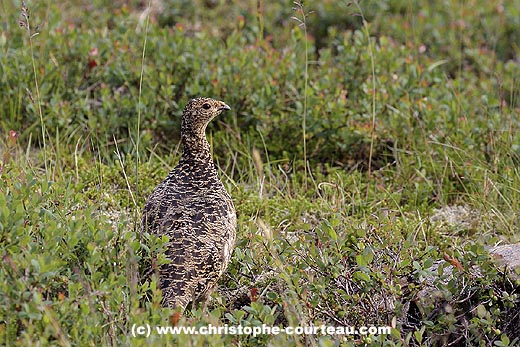 Ptarmigan