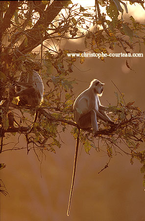 Hanuman Langurs