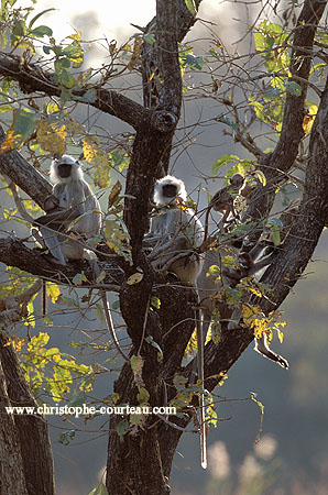 Hanuman Langurs