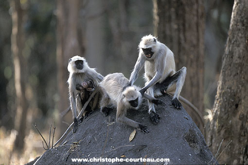 Entelles d'Inde ou Hanuman Langurs