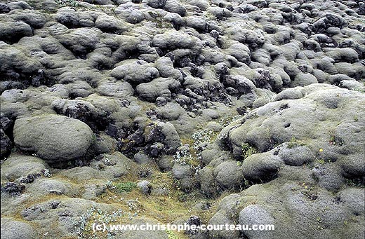 Ancienne coule de lave recouverte de mousses et lichens.