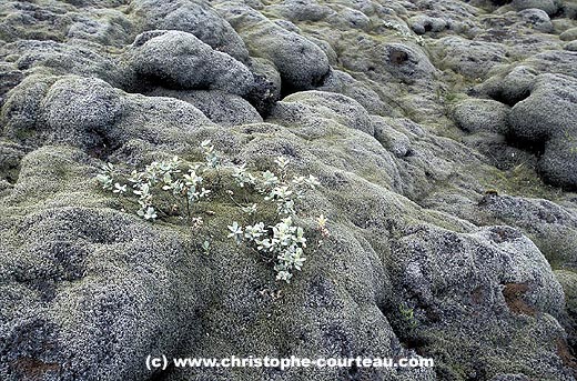 Old Lava Flow, covered by Mosses & vegetations.