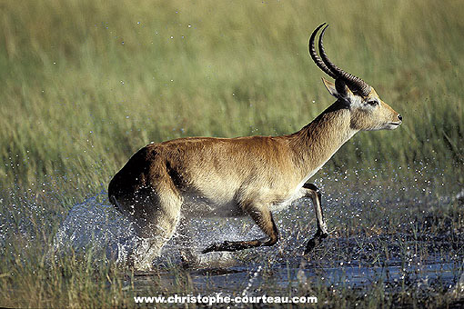 Red Lechwe running through the vegetation