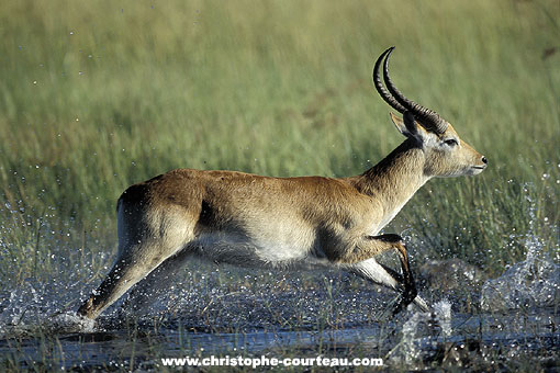 Cobe Lechwe en train de bondir dans l'eau