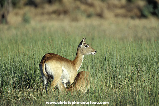 Red Lechwe, female & calf sukling