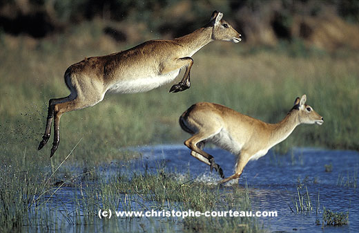 Femelle de Lechwe surprise en plein bond dans les marais